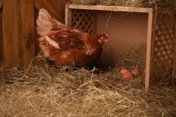 Beautiful chicken near nesting box with eggs in henhouse