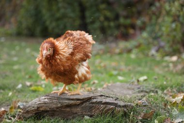 Çiftlikteki güzel tavuk. Evcil hayvan.