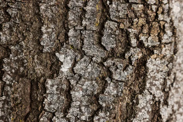 Tekstura Kory Drzewa Jako Tło Widok Bliska — Zdjęcie stockowe