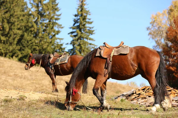 Prachtige Paarden Grazen Weiden Heerlijke Huisdieren — Stockfoto