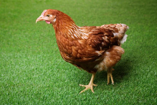Piękny Kurczak Zielonej Trawie Zwierzęta Domowe — Zdjęcie stockowe