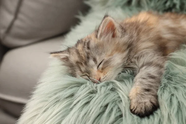 ふわふわの敷物の上で寝てかわいい子猫 赤ちゃん動物 — ストック写真