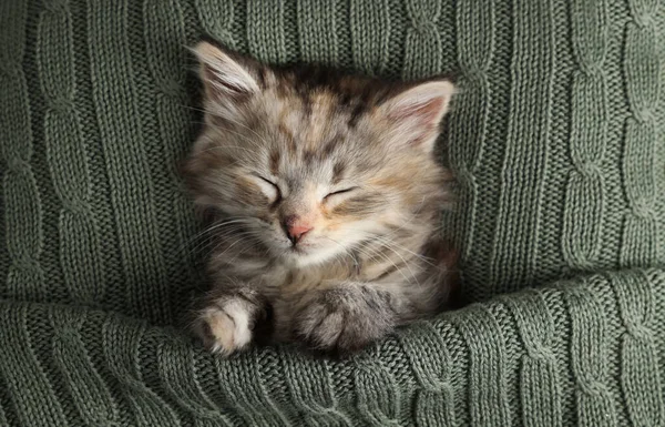 Chaton Mignon Dormant Dans Une Couverture Tricotée Vue Sur Dessus — Photo