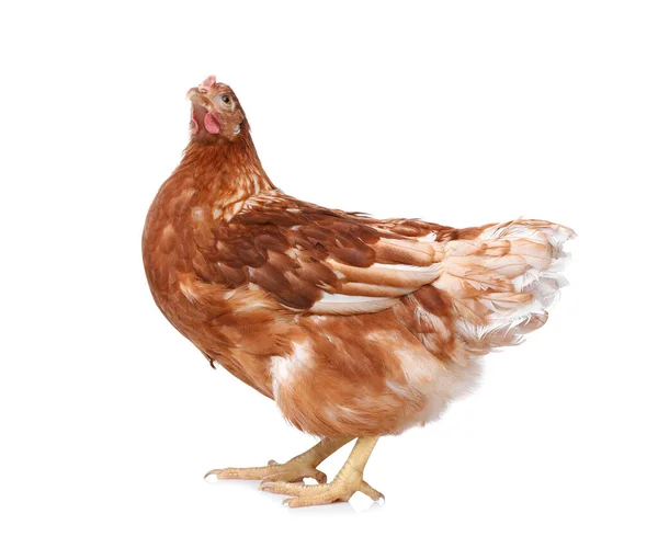 Ayam Cantik Dengan Latar Belakang Putih Hewan Domestik — Stok Foto