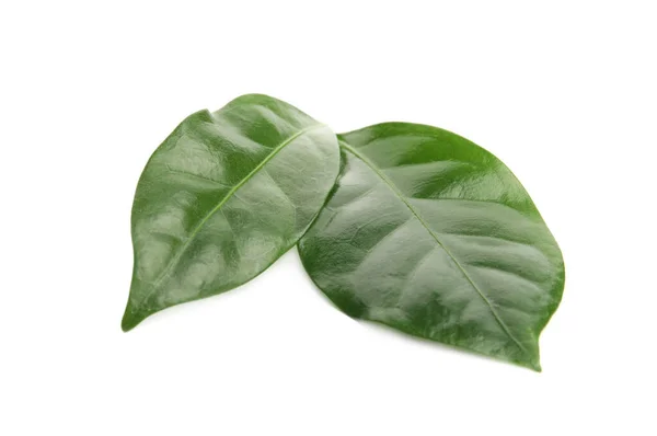 白色背景的咖啡植物叶子 — 图库照片