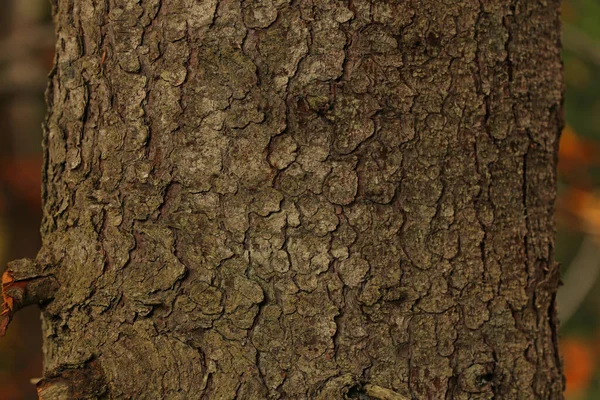 Texture Della Corteccia Sul Tronco Albero All Aperto Primo Piano — Foto Stock