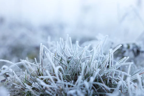 Grass Blades Covered Hoarfrost Meadow Space Text — Stock Photo, Image