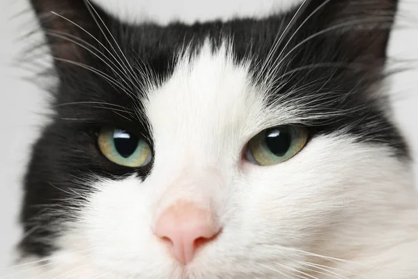 Крупним Планом Чорно Білий Кіт Красивими Очима — стокове фото