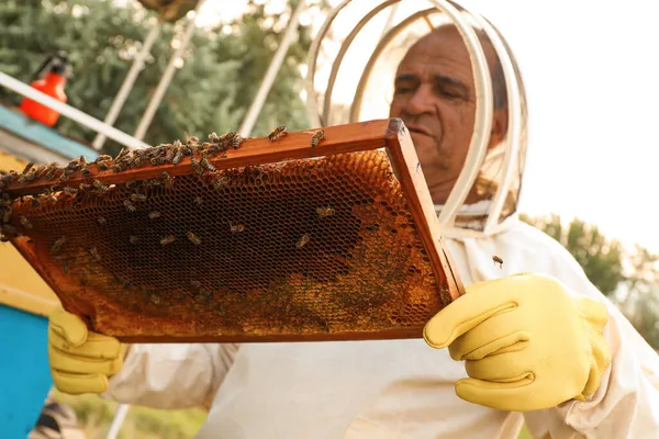 養蜂家で制服で蜂蜜フレームとともにApiary — ストック写真