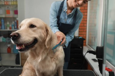 Profesyonel tımarcı evcil hayvan güzellik salonunda sevimli köpeğin kürkünü fırçalıyor.