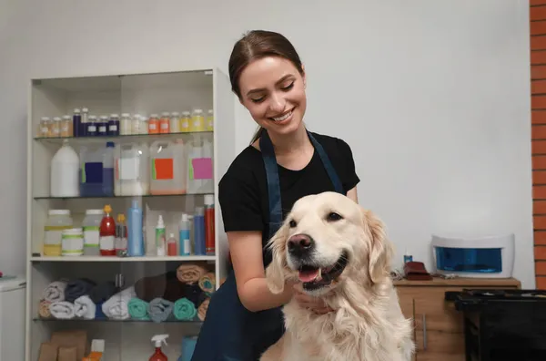 ペット美容室でかわいい犬とプロのグルーマー — ストック写真