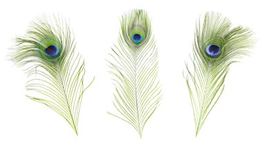 Beyaz arka planda güzel parlak tavus kuşu tüyleri, kolaj