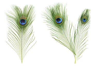 Beyaz arka planda güzel parlak tavus kuşu tüyleri, kolaj