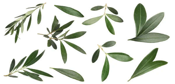 新鮮な緑のオリーブの葉を白い背景にセットします バナーデザイン — ストック写真