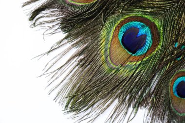 Beyaz arka planda güzel parlak tavus kuşu tüyleri, üst manzara