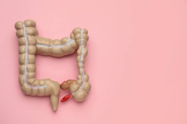 Pembe arka planda kalın bağırsağın anatomik modeli, üst manzara. Metin için boşluk