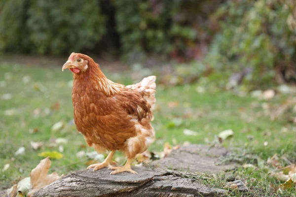 Krásné Kuře Dvoře Farmě Domácí Zvíře — Stock fotografie