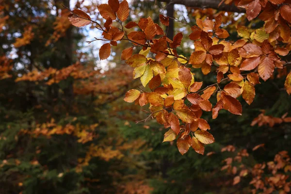 가을에 아름다운 가지들 꽃봉오리 — 스톡 사진