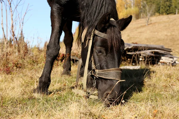 Belo Cavalo Pastando Pasto Bonito Animal Estimação — Fotografia de Stock