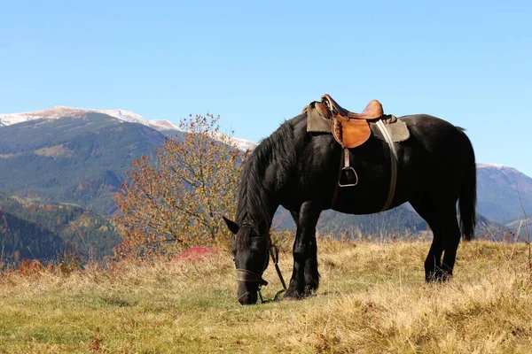 Belo Cavalo Pastando Pasto Montanhas Bonito Animal Estimação — Fotografia de Stock