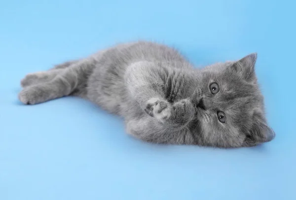 Schattig Klein Grijs Katje Liggend Lichtblauwe Achtergrond — Stockfoto