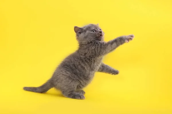 Симпатичный Маленький Серый Котенок Играющий Желтом Фоне — стоковое фото