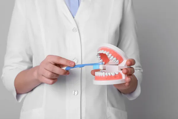 Dentista Com Modelo Mandíbulas Escova Dentes Fundo Cinza Claro Close — Fotografia de Stock