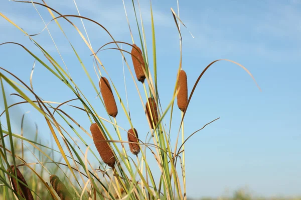 Belle Piante Canne Che Crescono All Aperto Nella Giornata Sole — Foto Stock