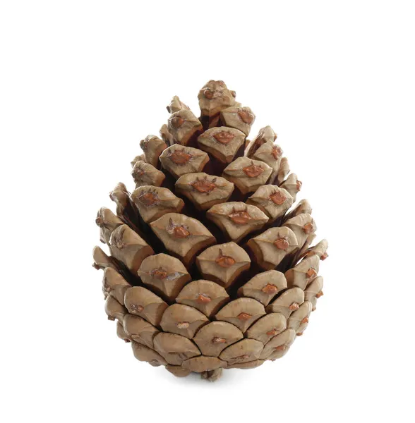 Beautiful Dry Pine Cone Isolated White — Stock Photo, Image
