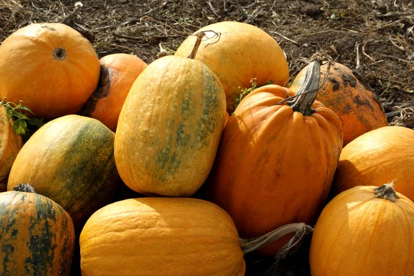 Haufen Reife Orangefarbene Kürbisse Auf Dem Feld Stockbild