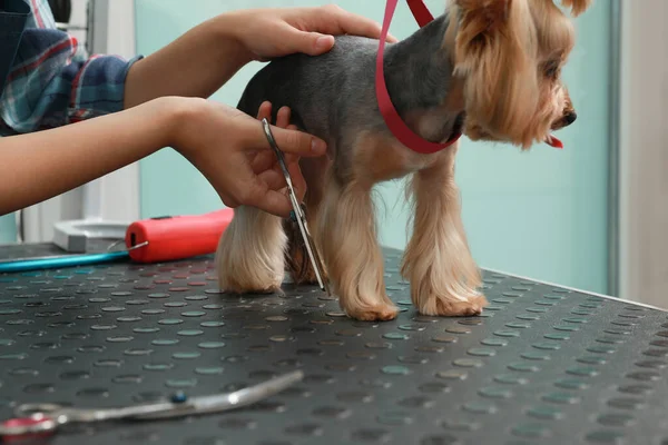 ペットの美容室でかわいい犬にスタイリッシュなヘアカットを与えるプロのグルーマー クローズアップ — ストック写真