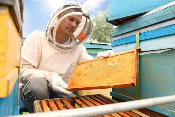 アッピアリーの巣からフレームを取って均一な養蜂家 蜂蜜の収穫 — ストック写真