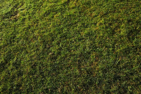 Terreno Coberto Com Bela Grama Verde Brilhante Livre — Fotografia de Stock