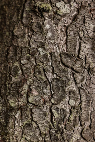 Textur Träd Bark Som Bakgrund Närbild — Stockfoto