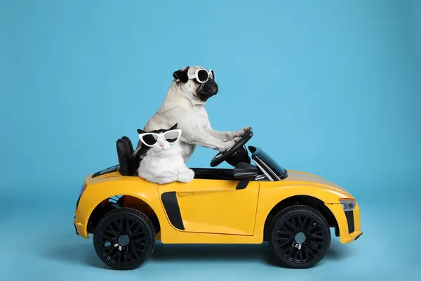 Engraçado Cachorro Gato Com Óculos Sol Carro Brinquedo Fundo Azul — Fotografia de Stock