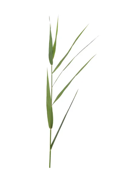 Mooi Riet Met Weelderige Groene Bladeren Geïsoleerd Wit — Stockfoto