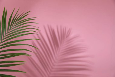 Pembe arka planda tropik palmiye yaprağı fırlatma gölgesi, metin alanı