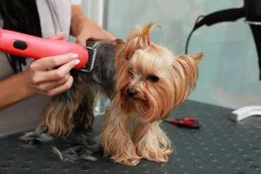 Profesyonel tımarcı evcil hayvan güzellik salonundaki sevimli köpeğe şık saç kesimi yapıyor.