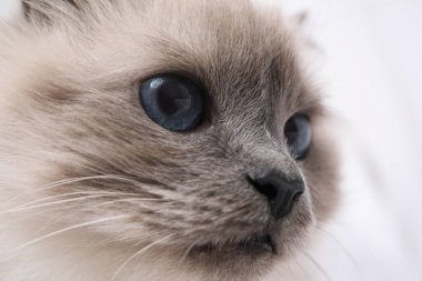 Açık arkaplanda güzel mavi gözleri olan Birman kedisi, yakın plan.