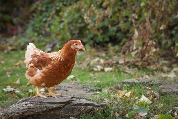 Gyönyörű Csirke Udvaron Farmon Háziállat — Stock Fotó