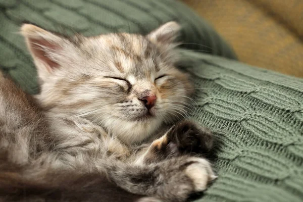 Симпатичный Котёнок Спит Трикотажном Одеяле Детское Животное — стоковое фото