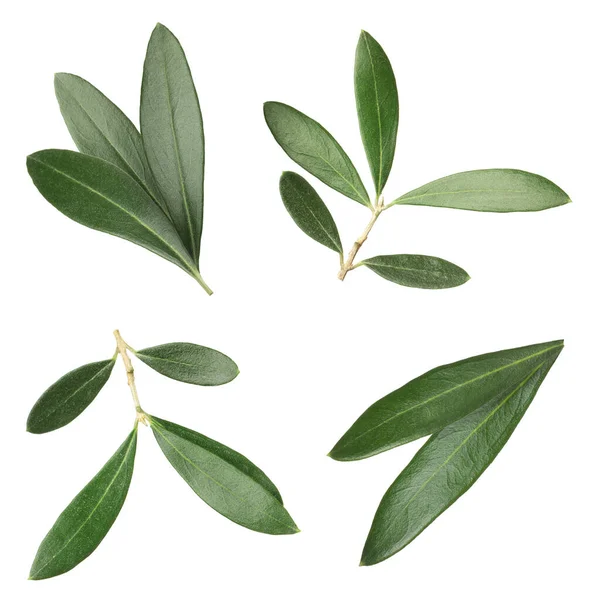 Set Fresh Green Olive Leaves White Background — Stock Photo, Image