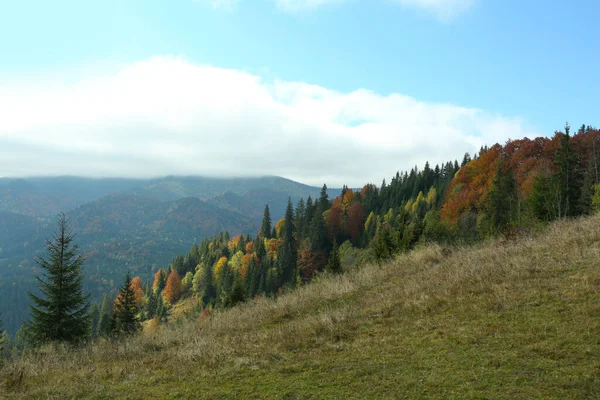 Piękny Widok Las Górski Jesienią — Zdjęcie stockowe