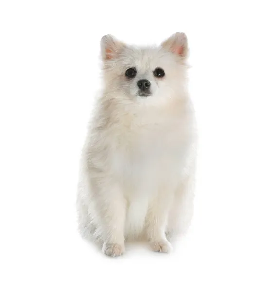 かわいいふわふわの小さな犬は白い上に隔離された — ストック写真