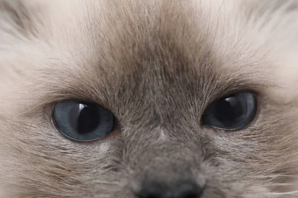 Кошка Красивыми Голубыми Глазами Крупным Планом — стоковое фото