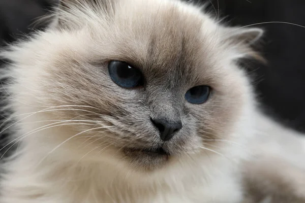 Бірменський Кіт Красивими Блакитними Очима Темному Тлі Крупним Планом — стокове фото