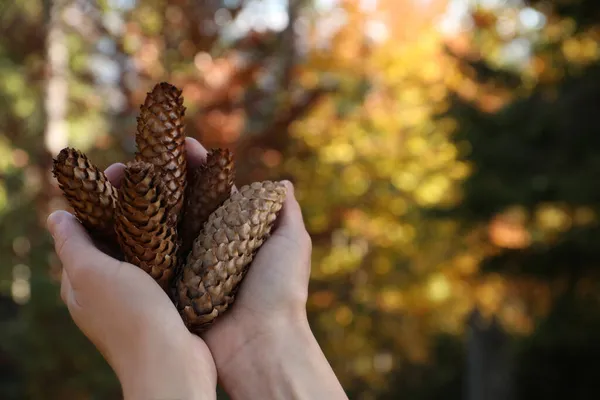 Woman Holding Pine Cones Outdoors Autumn Day Closeup Space Text — Stock Photo, Image
