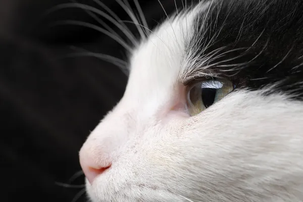 黑白相间有着美丽眼睛的猫的近景 — 图库照片