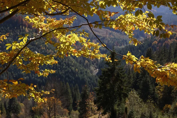 Piękne Drzewo Jasnymi Jesiennymi Liśćmi Zewnątrz Słoneczny Dzień — Zdjęcie stockowe