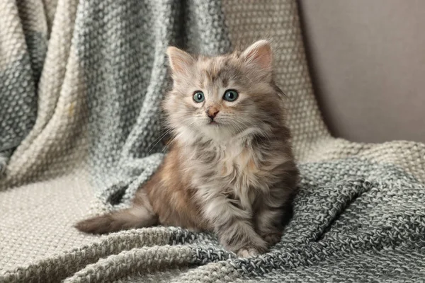 Cute Kitten Knitted Blanket Baby Animal — Stock Photo, Image